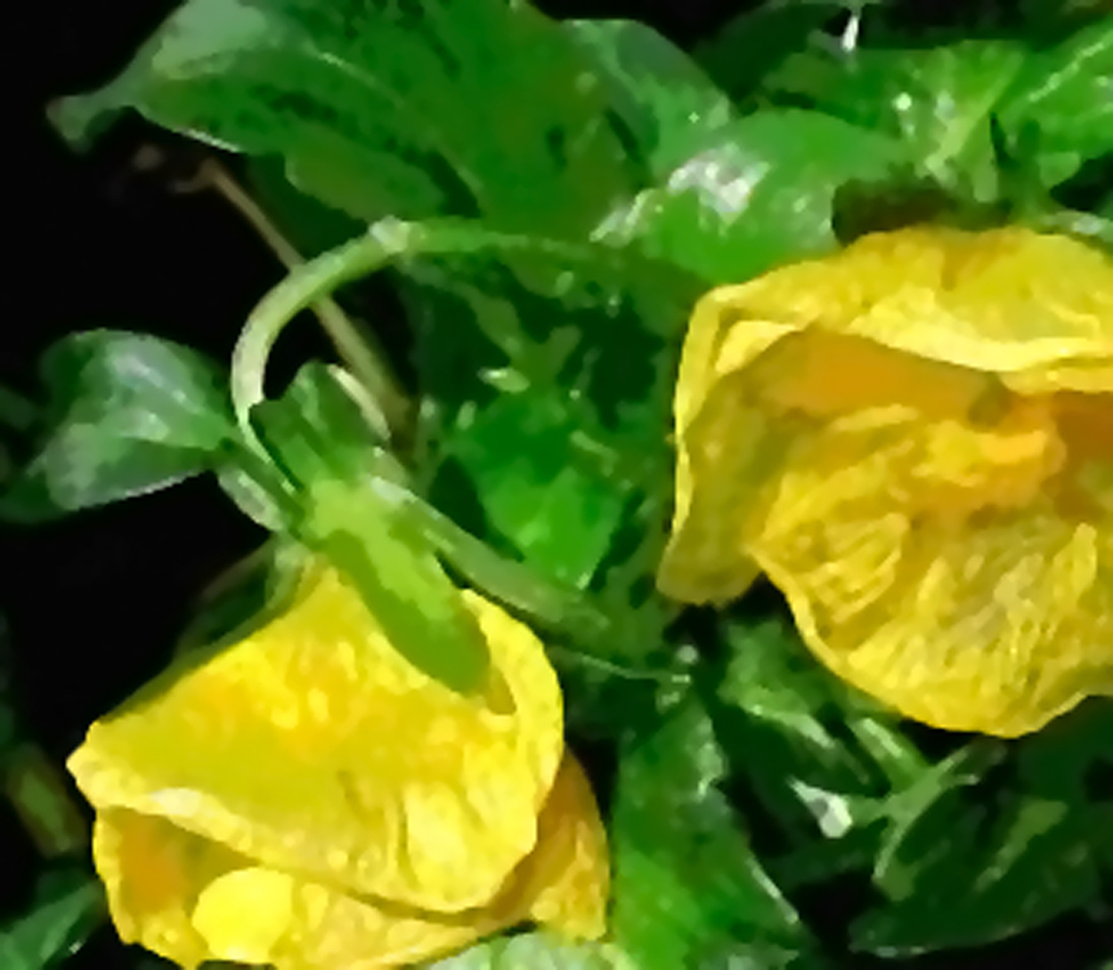 Horticultural oil damage to pansy flower and foliage.